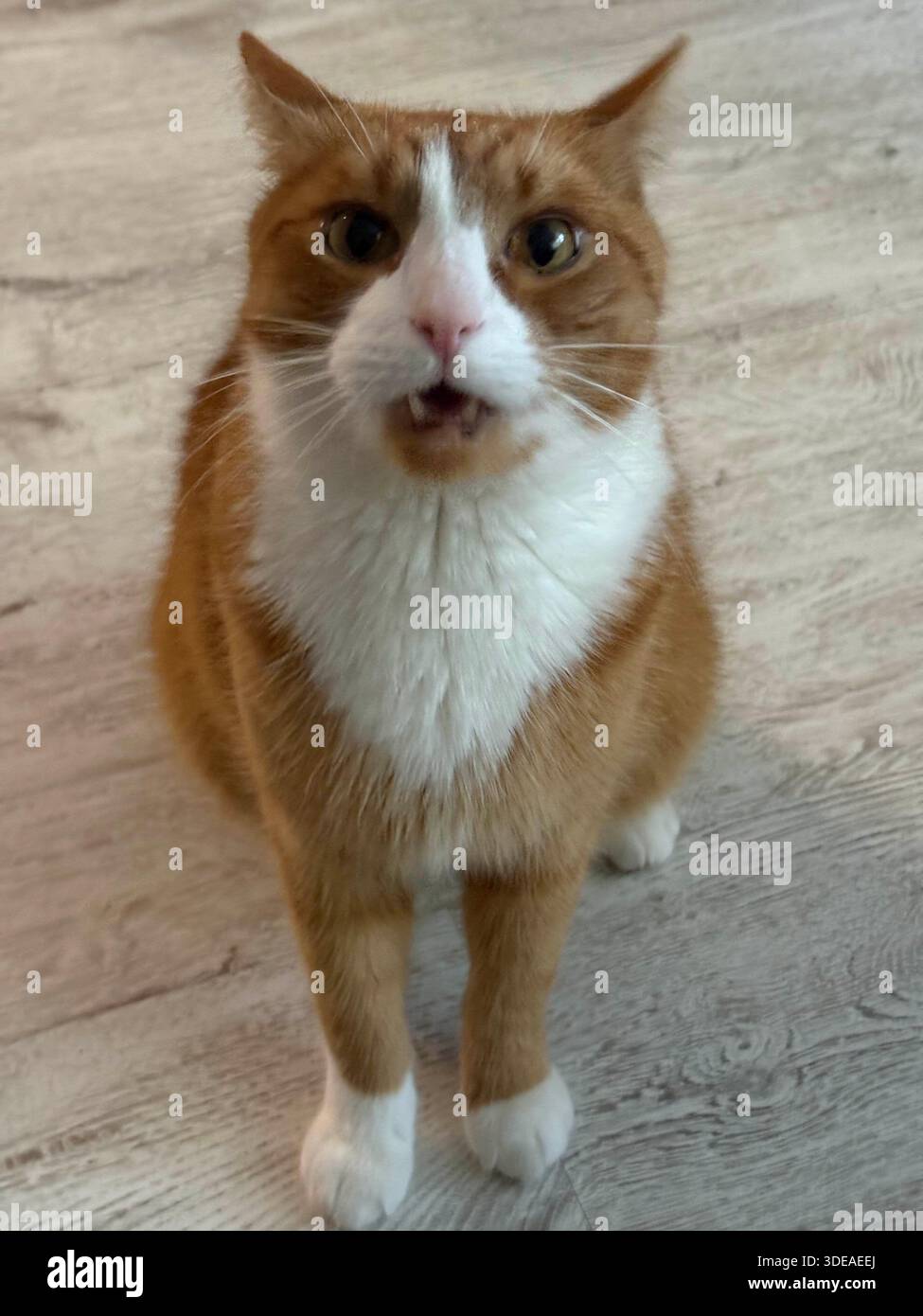 Chat orange et blanc assis en position pain sur une surface texturée, regardant calmement la caméra Banque D'Images