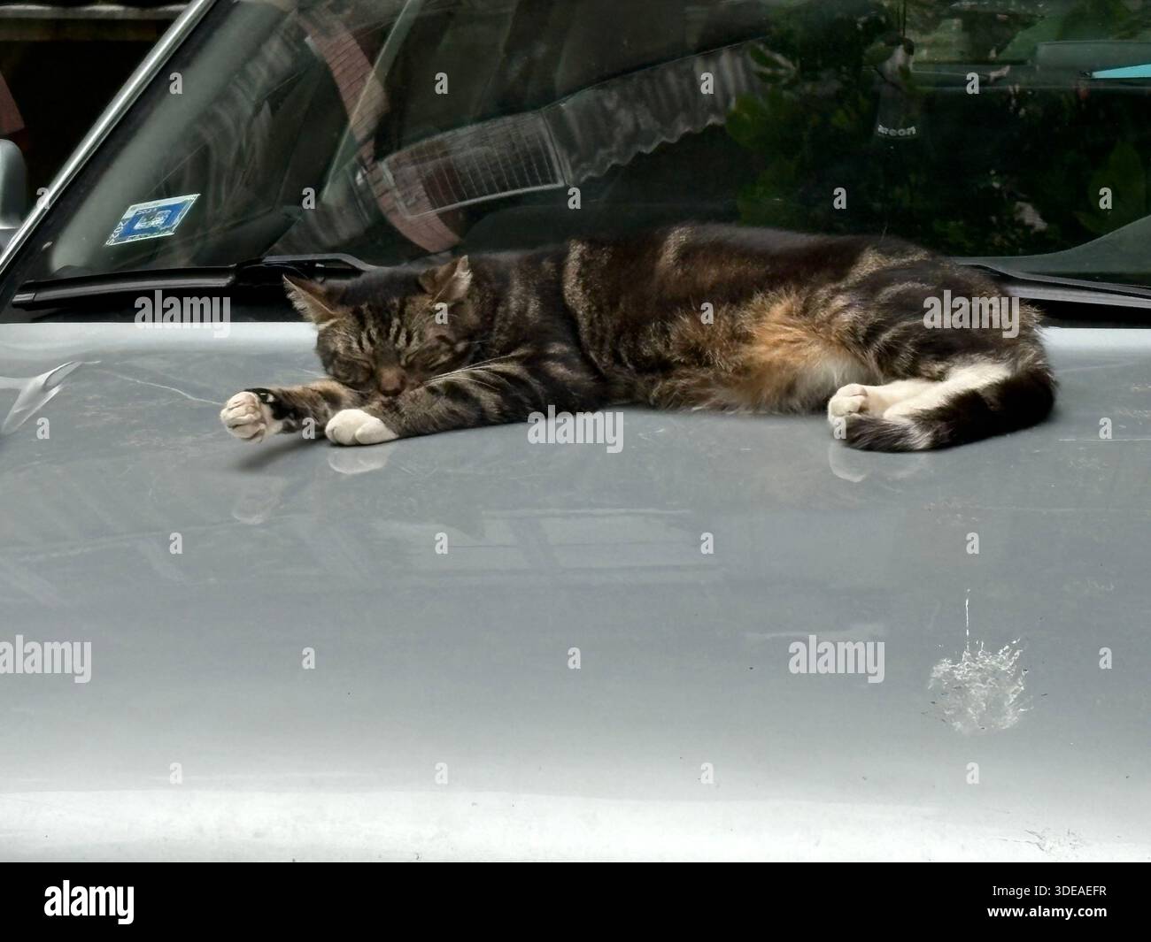 Chat Tabby reposant étendu sur le capot de voiture argenté dans un cadre extérieur ensoleillé - Image de stock capturée avec un smartphone