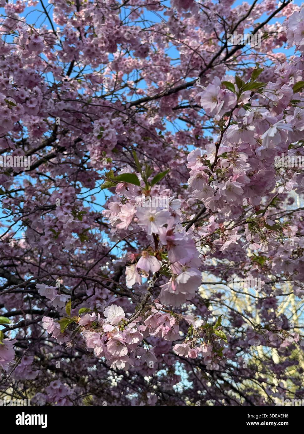 Branches de fleurs de cerisier en pleine floraison contre le ciel bleu en milieu urbain au printemps - Image de stock capturée avec un smartphone
