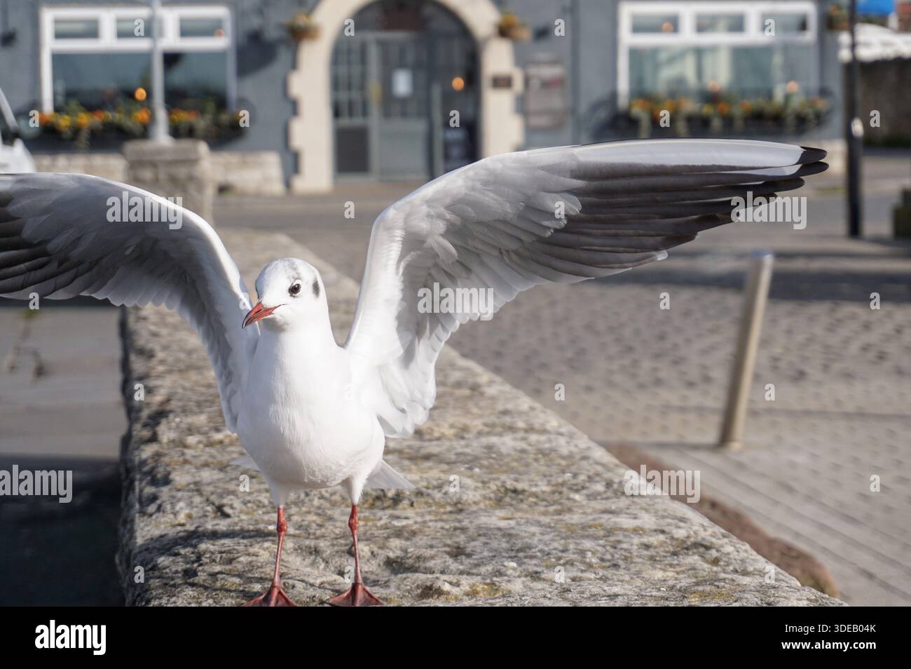 oiseau mouette sur le mur du village de pêcheurs. oiseau de mer en gros plan Banque D'Images