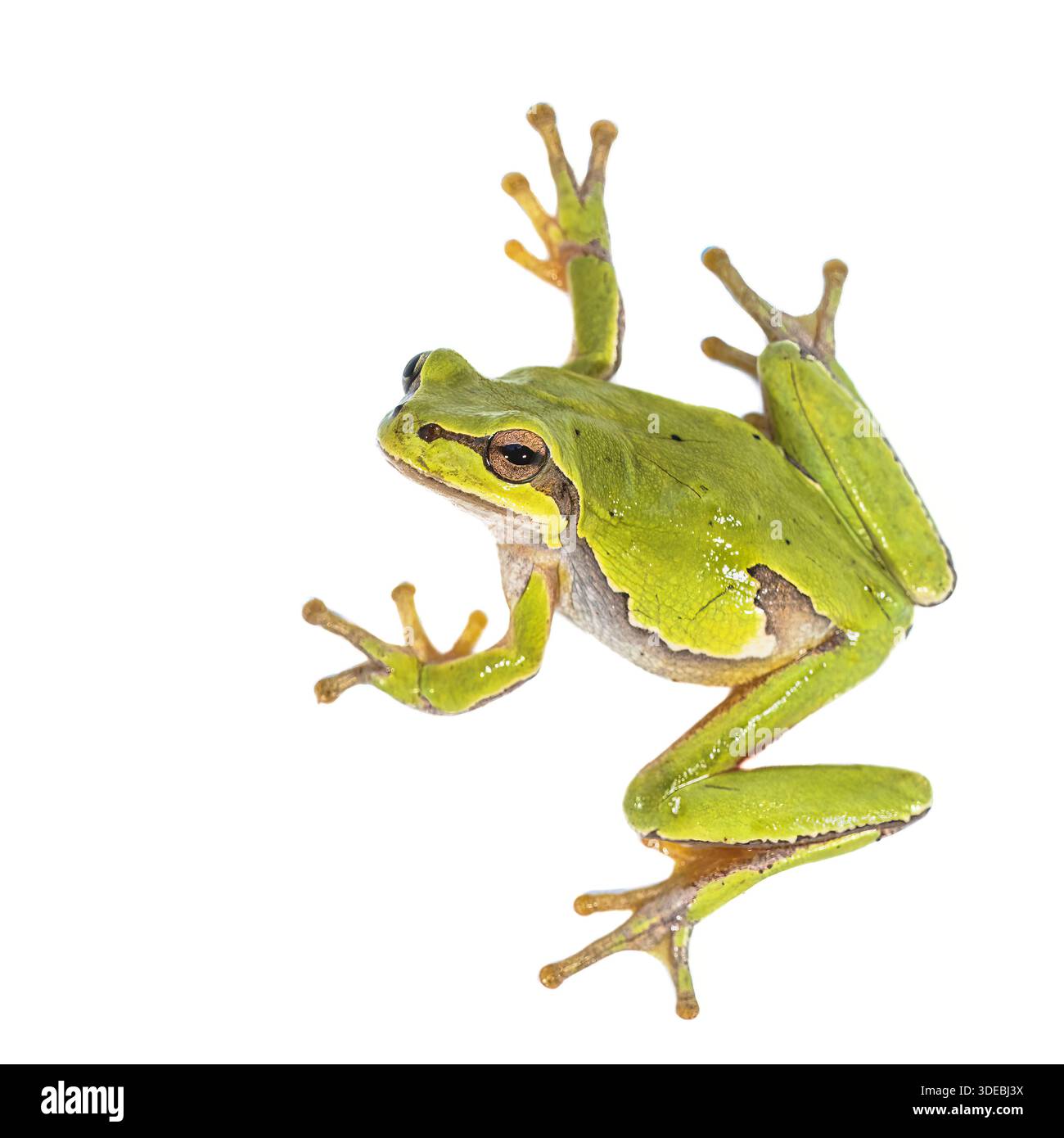 Grenouille d'arbre européen verte (Hyla arborea) grimpant sur fond blanc. Scène sauvage de la nature en Europe. Banque D'Images
