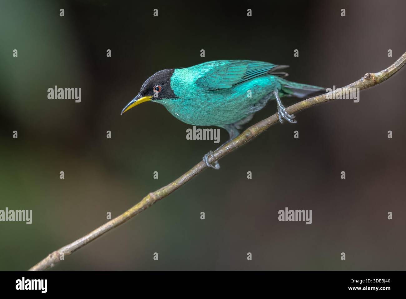 Le chlorophane spiza (Chlorophanes spiza) est un petit oiseau de la famille des tanagers. On le trouve dans le Nouveau monde tropical du sud du Mexique jusqu'à Bra Banque D'Images