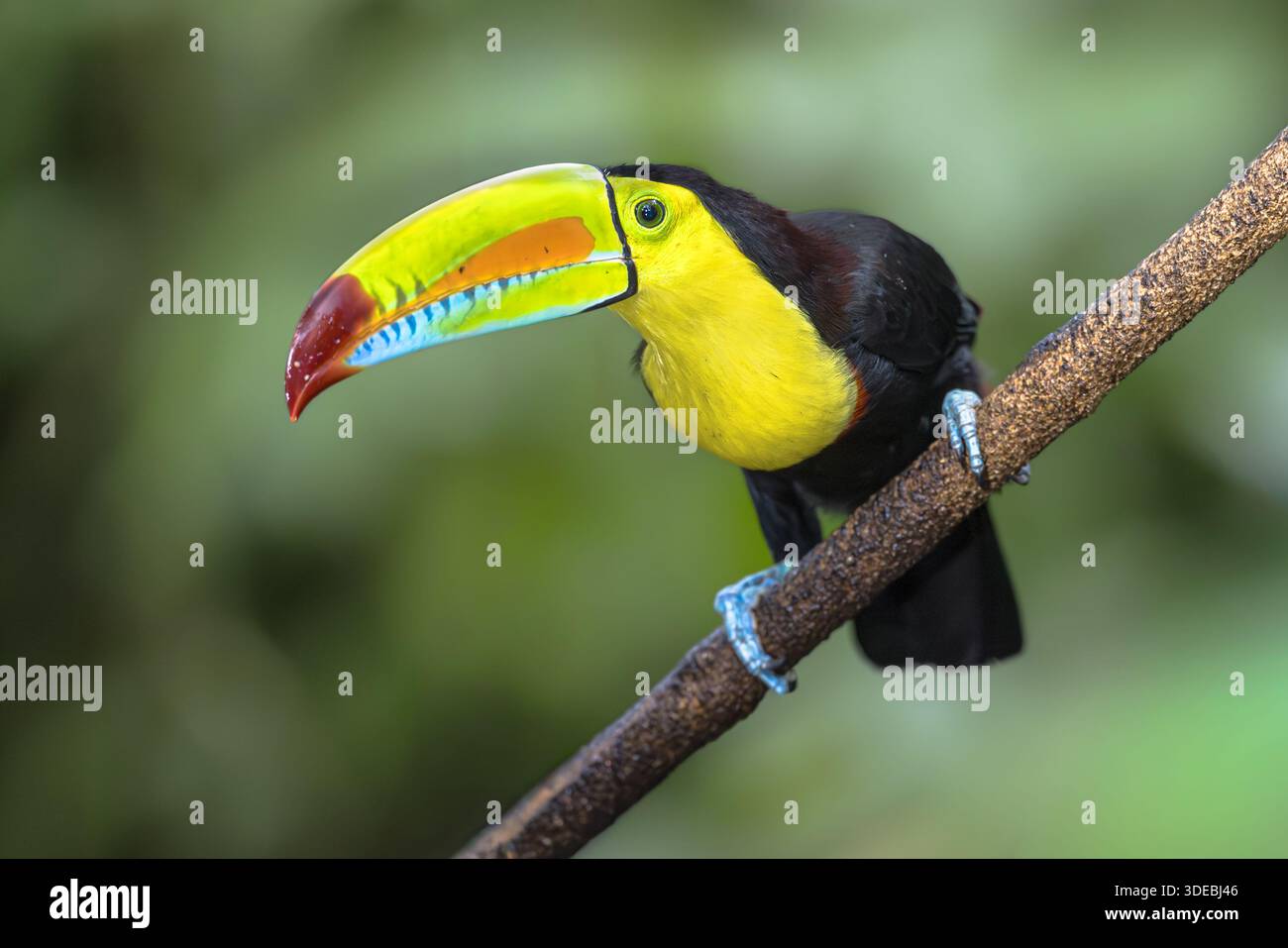 Le toucan à bec de quille (Ramphastos sulfuratus), également connu sous le nom de toucan à bec arc-en-ciel ou toucan à poitrine soufrée, est une espèce de toucan originaire du sud Banque D'Images