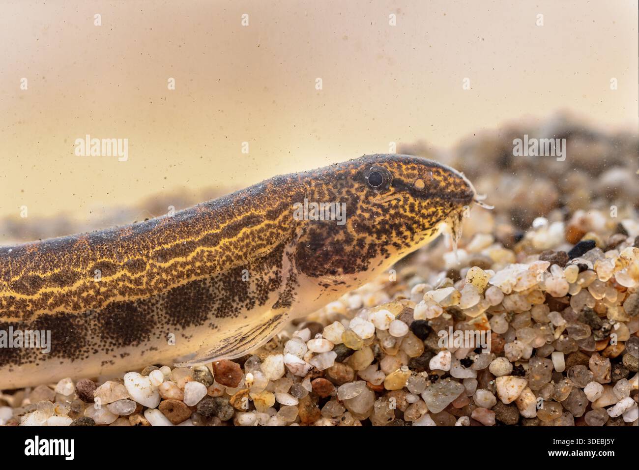 Le Loach (Cobitis taenia) est un poisson d'eau douce en Europe. Il est également connu sous le nom de Loach d'eau douce tachetée. Il se trouve dans l'eau riche en oxygène des rivières Banque D'Images