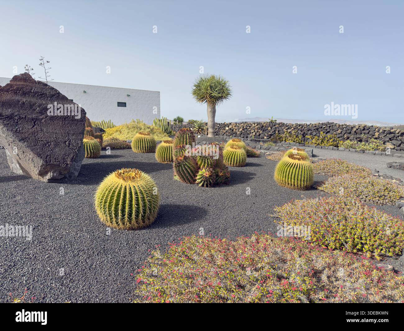 Cactus et plantes colorées dans un paysage rocheux.. Lanzarote, Îles Canaries, Espagne, jaune Banque D'Images