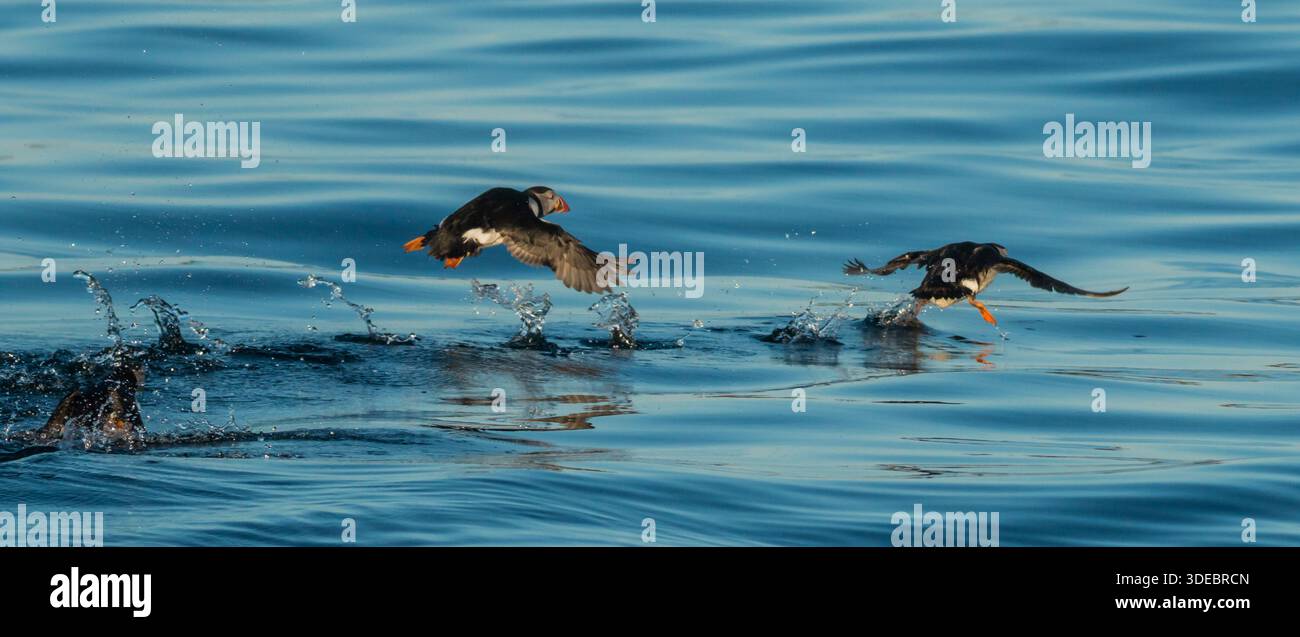 Puffin Fratercula arctica, une paire décolle de l'eau, îles Scilly, Royaume-Uni, juillet 2015 Banque D'Images