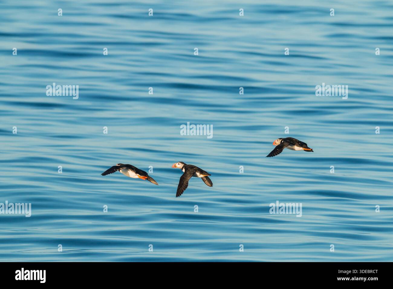 Puffin Fratercula arctica, trois oiseaux survolent l'eau d'une soirée, îles Scilly, Royaume-Uni, juillet 2015 Banque D'Images