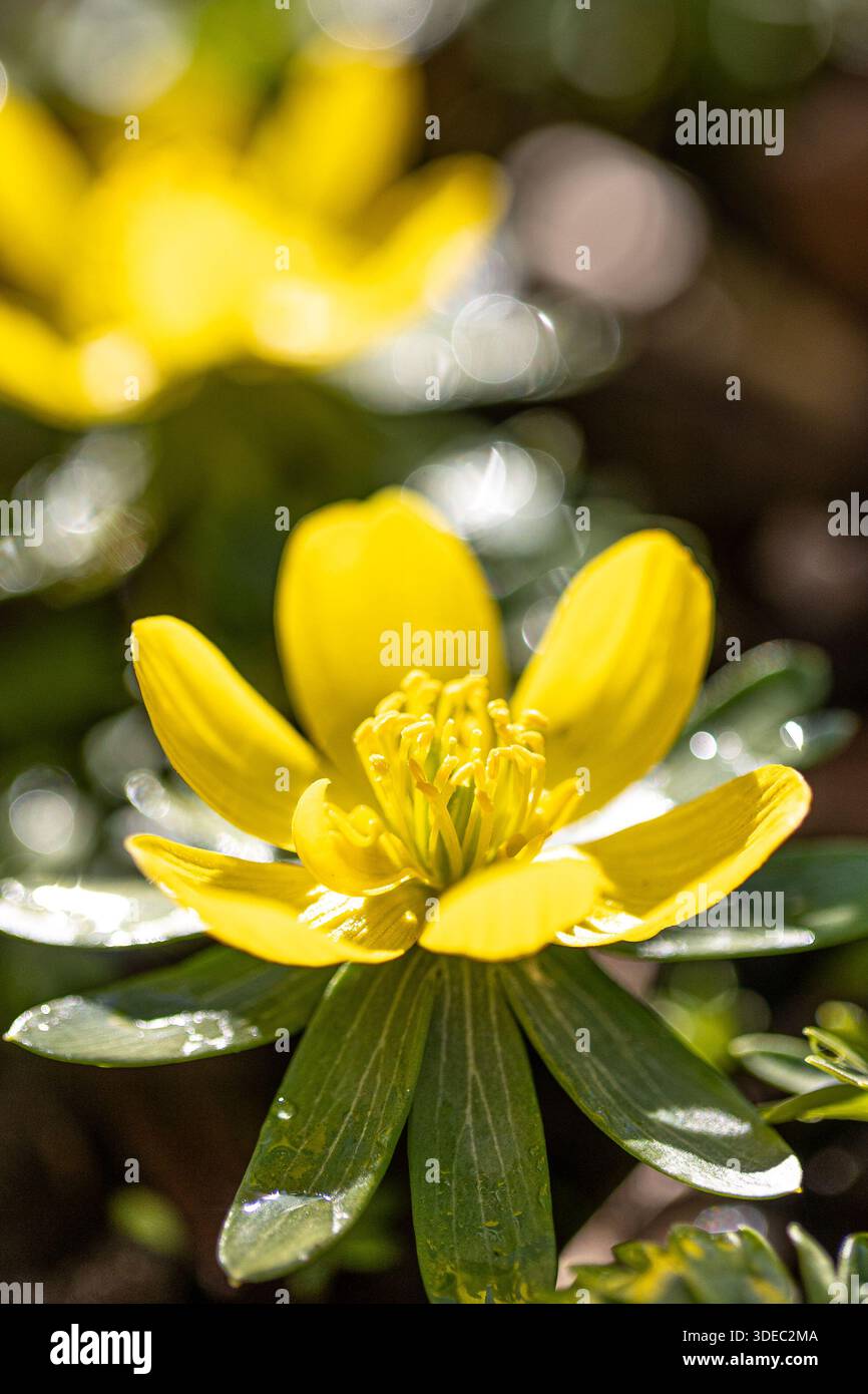 Fleurs d'aconite d'hiver (Eranthis hyemalis) en pleine floraison au soleil Banque D'Images