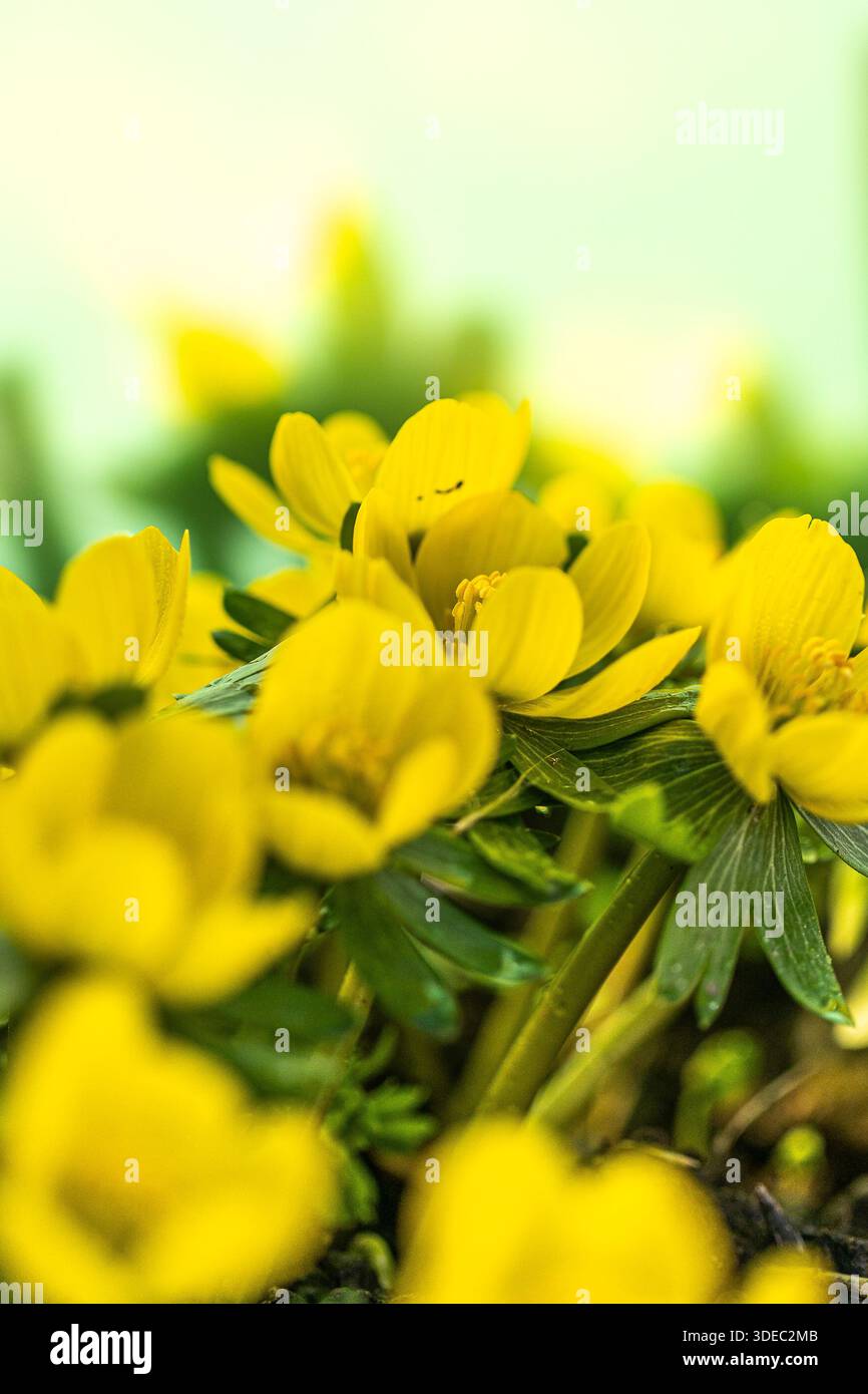 Les fleurs d'aconite d'hiver (Eranthis hyemalis) commencent à fleurir au soleil tôt le matin Banque D'Images