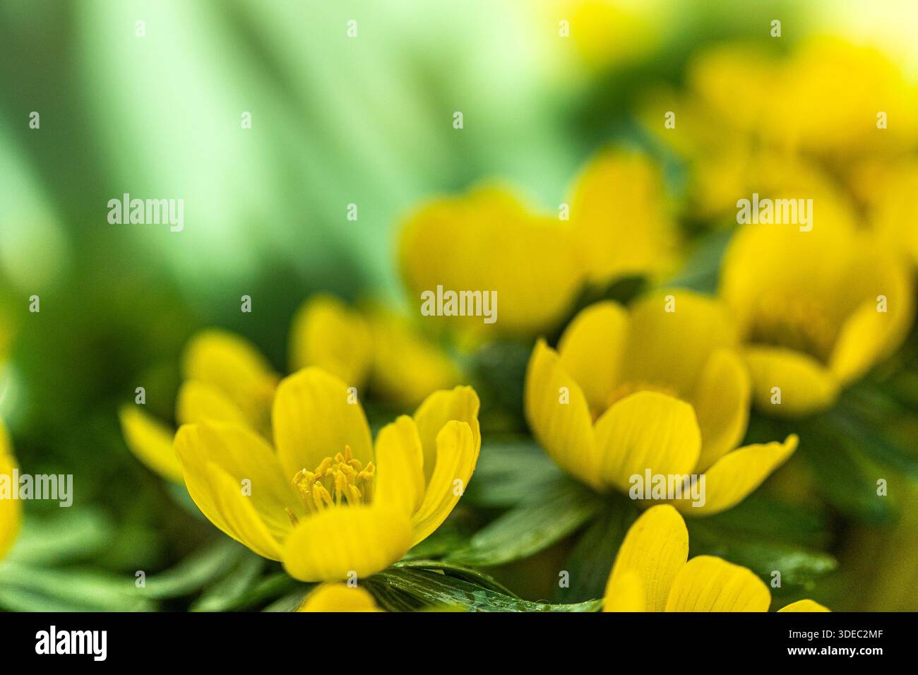 Les fleurs d'aconite d'hiver (Eranthis hyemalis) commencent à fleurir au soleil tôt le matin Banque D'Images