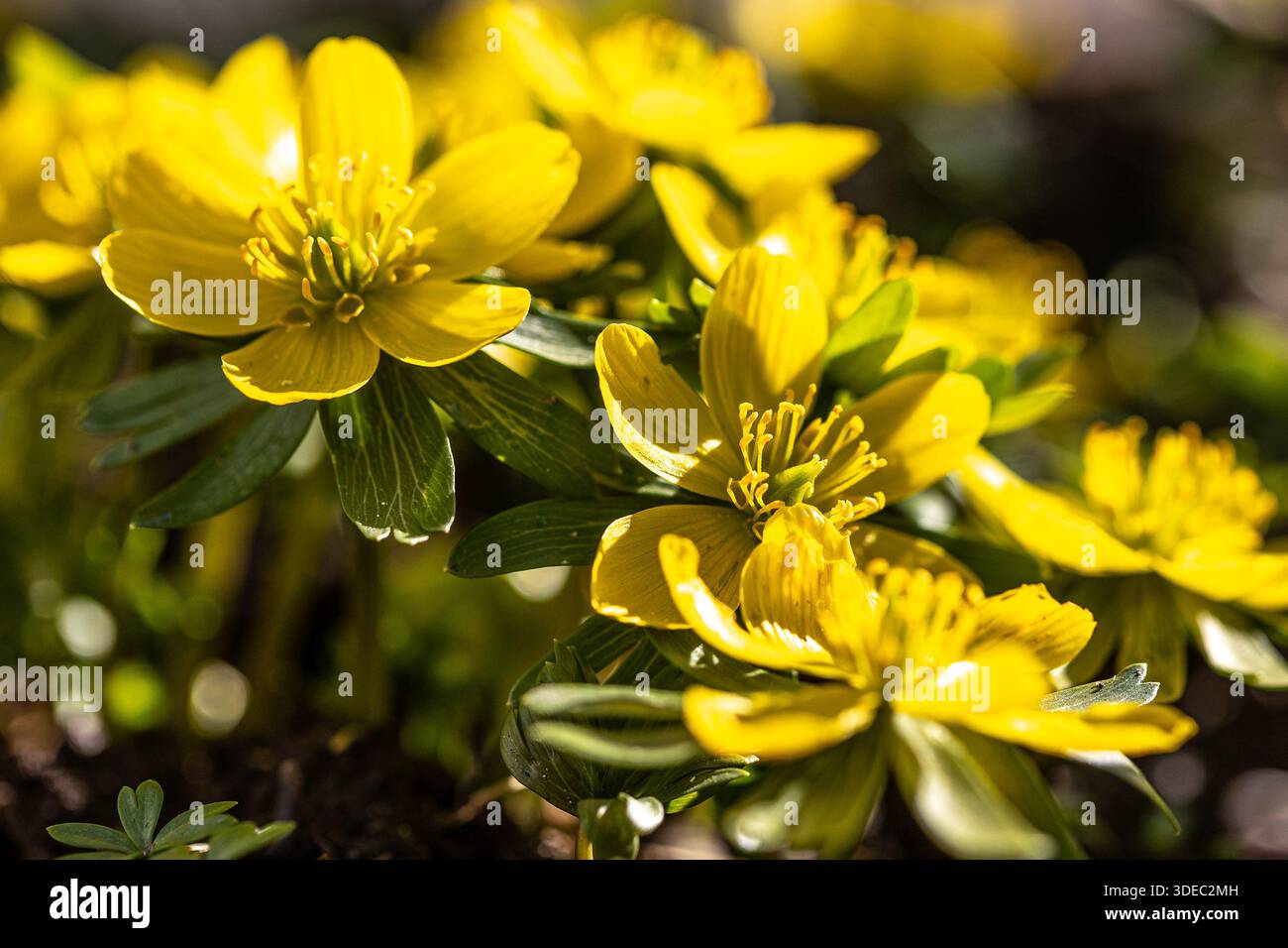 Fleurs d'aconite d'hiver (Eranthis hyemalis) en pleine floraison au soleil Banque D'Images