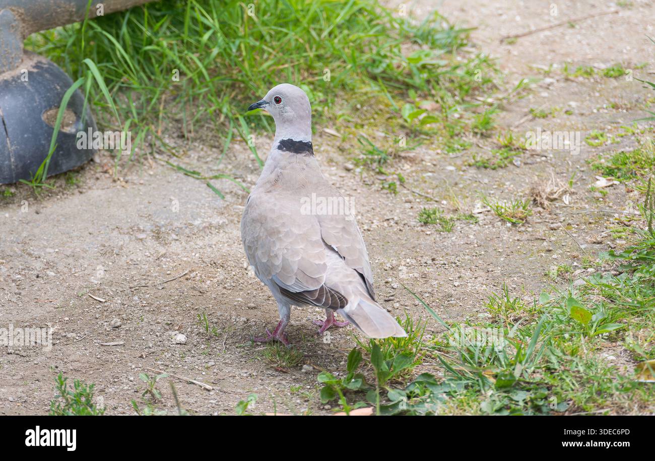Colombe à col eurasien Streptopelia decaocto regardant en arrière tout en se tenant sur un chemin de terre avec de l'herbe verte Banque D'Images