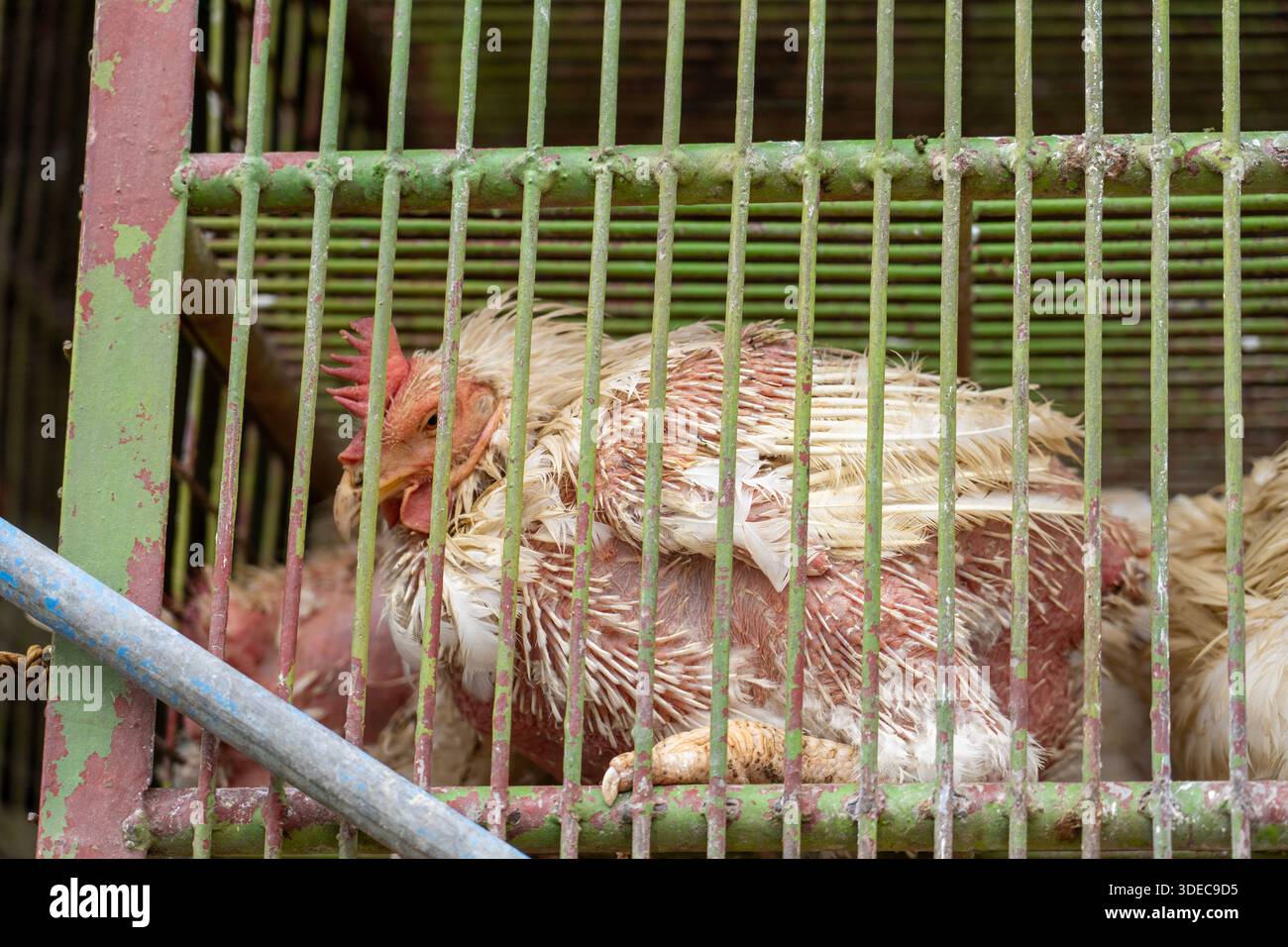 Un poulet vivant confiné dans une cage métallique, mettant en évidence les conditions associées à l'élevage de volailles et aux préoccupations en matière de bien-être animal. Banque D'Images