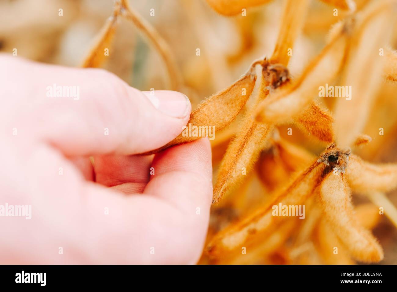 Inspection manuelle des gousses de soja mûres sur Plant.Soybean Crop.Hand examen du soja sur Plant in Field. Banque D'Images