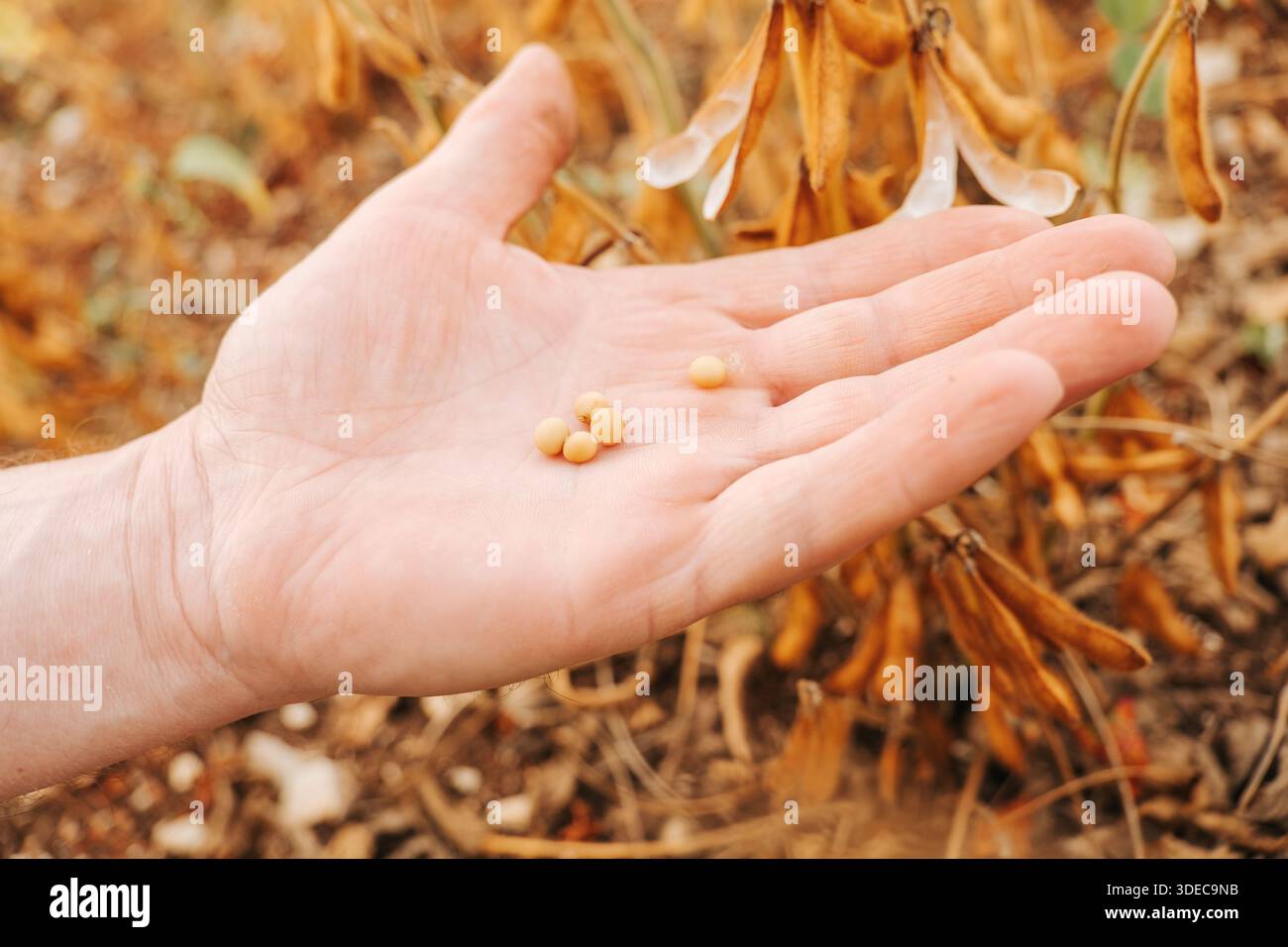 Récolte de soja. Main tenant le soja sur le champ de soja. Soja mûr jaune dans la paume d'une main dans un champ de soja Banque D'Images