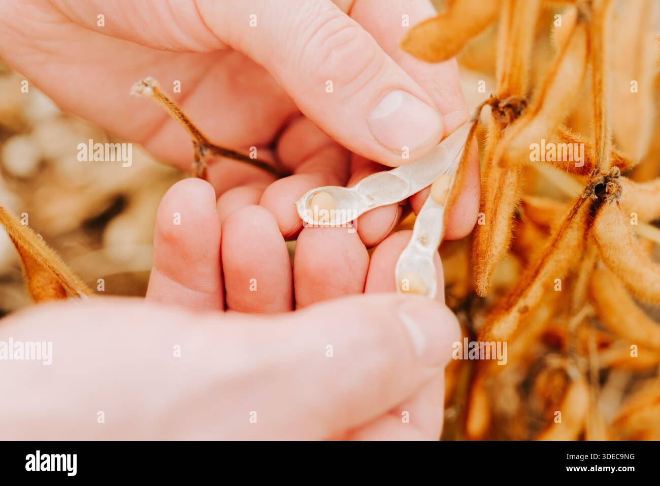 Main tenant le soja sur le champ de soja.mains tenant le doseur de soja ouvert. Culture de soja.main examinant le soja sur planter dans le champ. Soja jaune dans le Banque D'Images