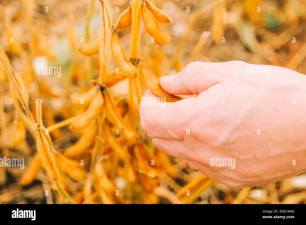 Culture d'aliments biologiques soja.champ de soja mûrs. Inspection manuelle des gousses de soja mûres sur l'usine. Banque D'Images