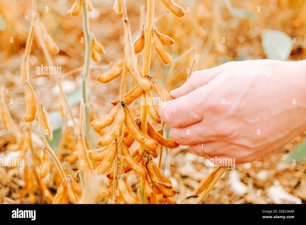 Soya sur le champ de soya.mains tenant ouvert le Pod de soya. Culture de soja.main examinant le soja sur planter dans le champ. Soja jaune dans la palme Banque D'Images