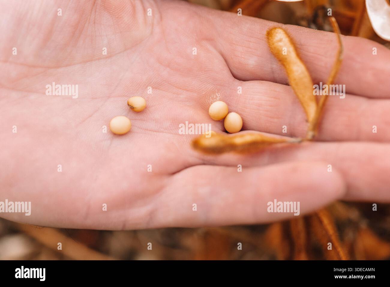 soja mûr dans la paume d'une main . Gros plan des grains de soja dans une gousse dans les mains.Farmer vérifie les graines de soja pour la maturité. Banque D'Images