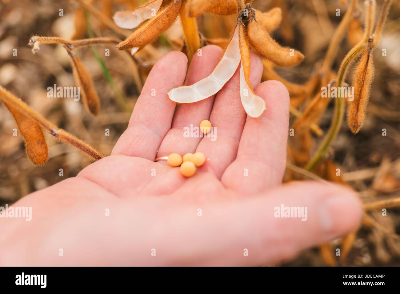 Agriculteur vérifie le soja pour la maturité.agriculteur dans le champ de soja Banque D'Images