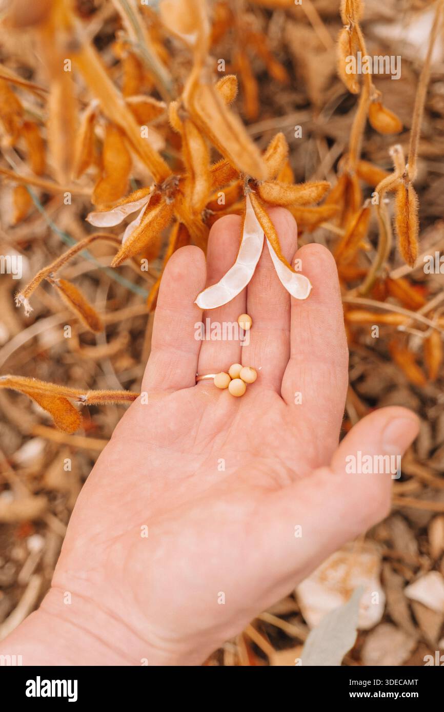 Grains de soja dans une gousse dans les mains.Farmer vérifie le soja pour la maturité.Farmer dans le champ de soja Banque D'Images