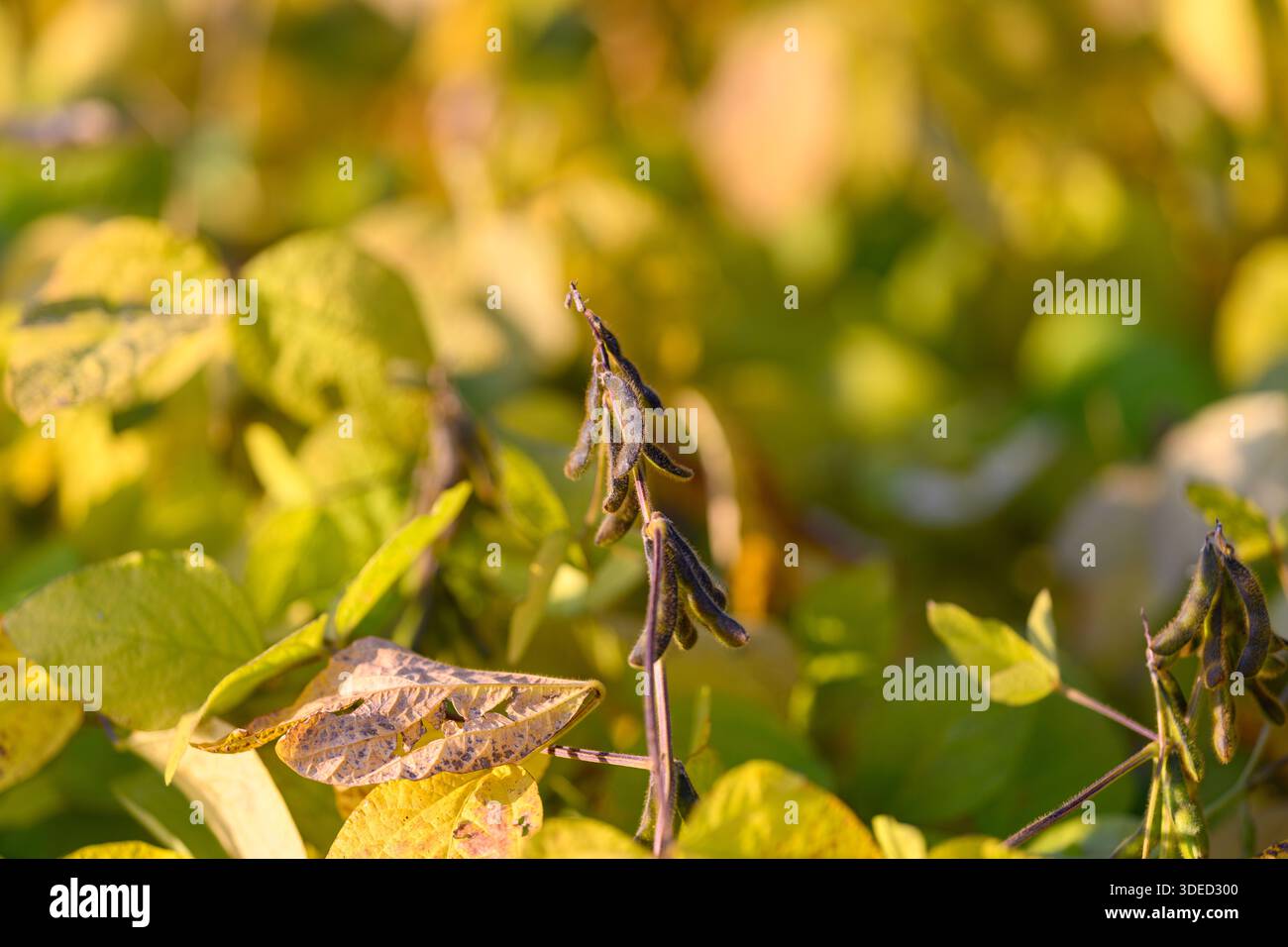 Gousse de soja séchée en gros plan à la lumière du soleil, fond bokeh doré chaud, textures de feuilles croquantes, dommages subtils causés par les insectes, maturité de fin de saison, focus visuel Banque D'Images