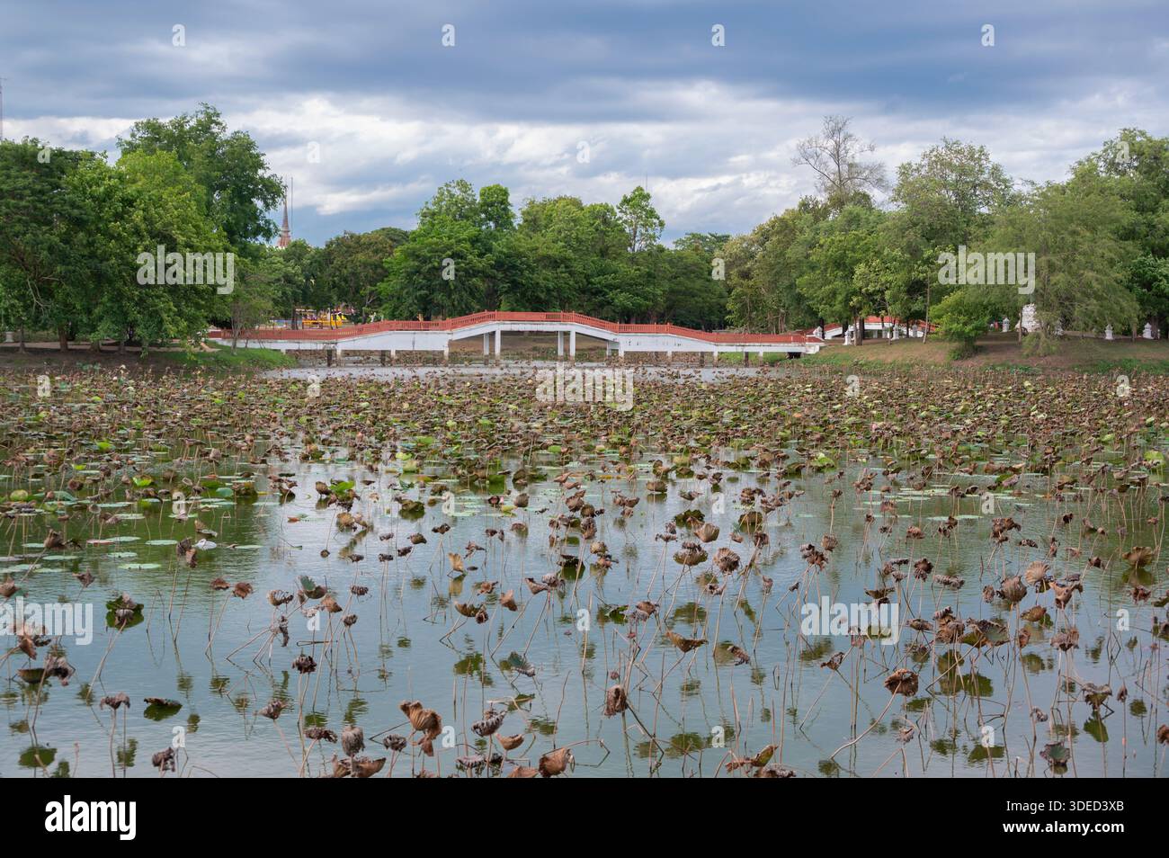 Vue d'un étang de nénuphars séchés capturé à Ayutthaya, Thaïlande. Banque D'Images