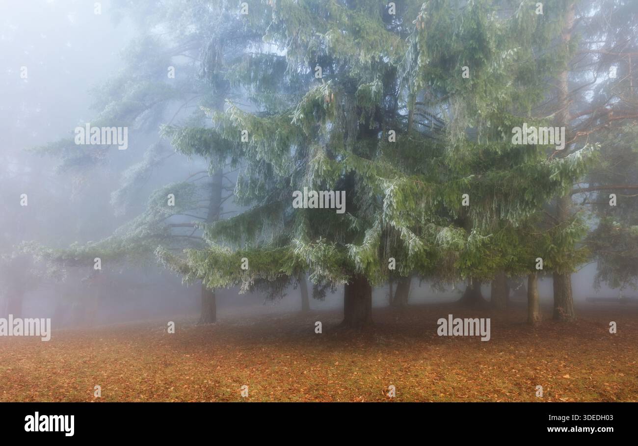 Profondément dans la forêt magique où la brume garde les secrets antiques Banque D'Images