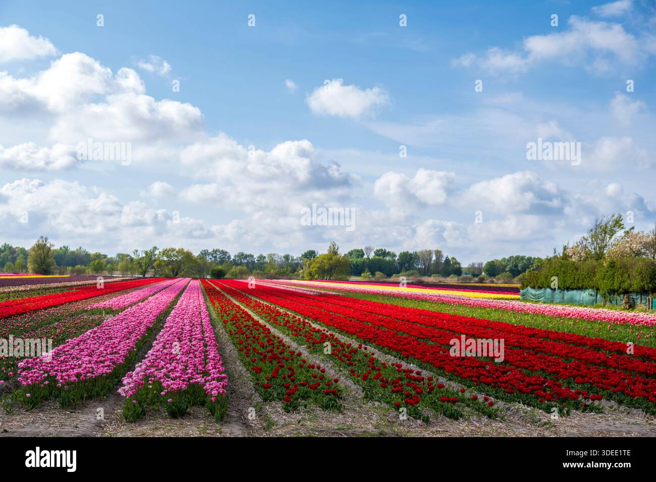 Lisse, pays-Bas - 20 avril 2026 : belles rangées de tulipes rouges et roses en fleurs dans un champ de fleurs au printemps à Keukenhof. Banque D'Images