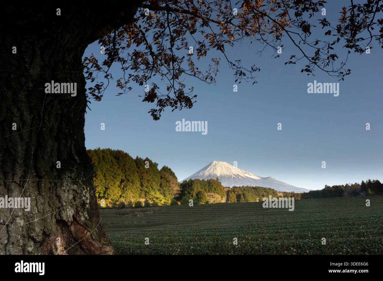 MT. Fuji au lever du soleil, vu d'une plantation de thé, Japon. Banque D'Images