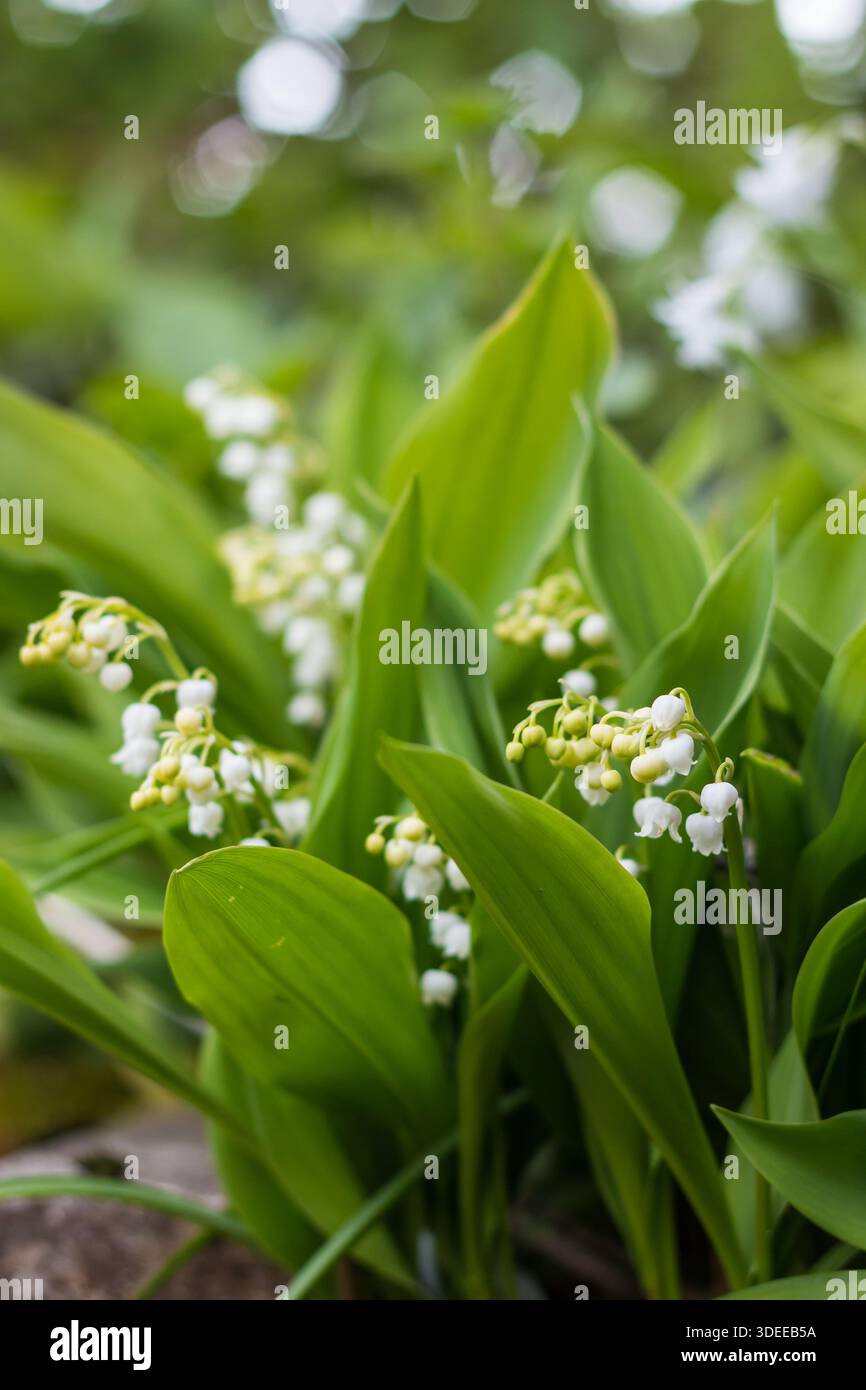 Lis de la vallée Convallaria majalis, fleur blanche et boutons floraux, St Mary's, Îles Scilly, avril Banque D'Images