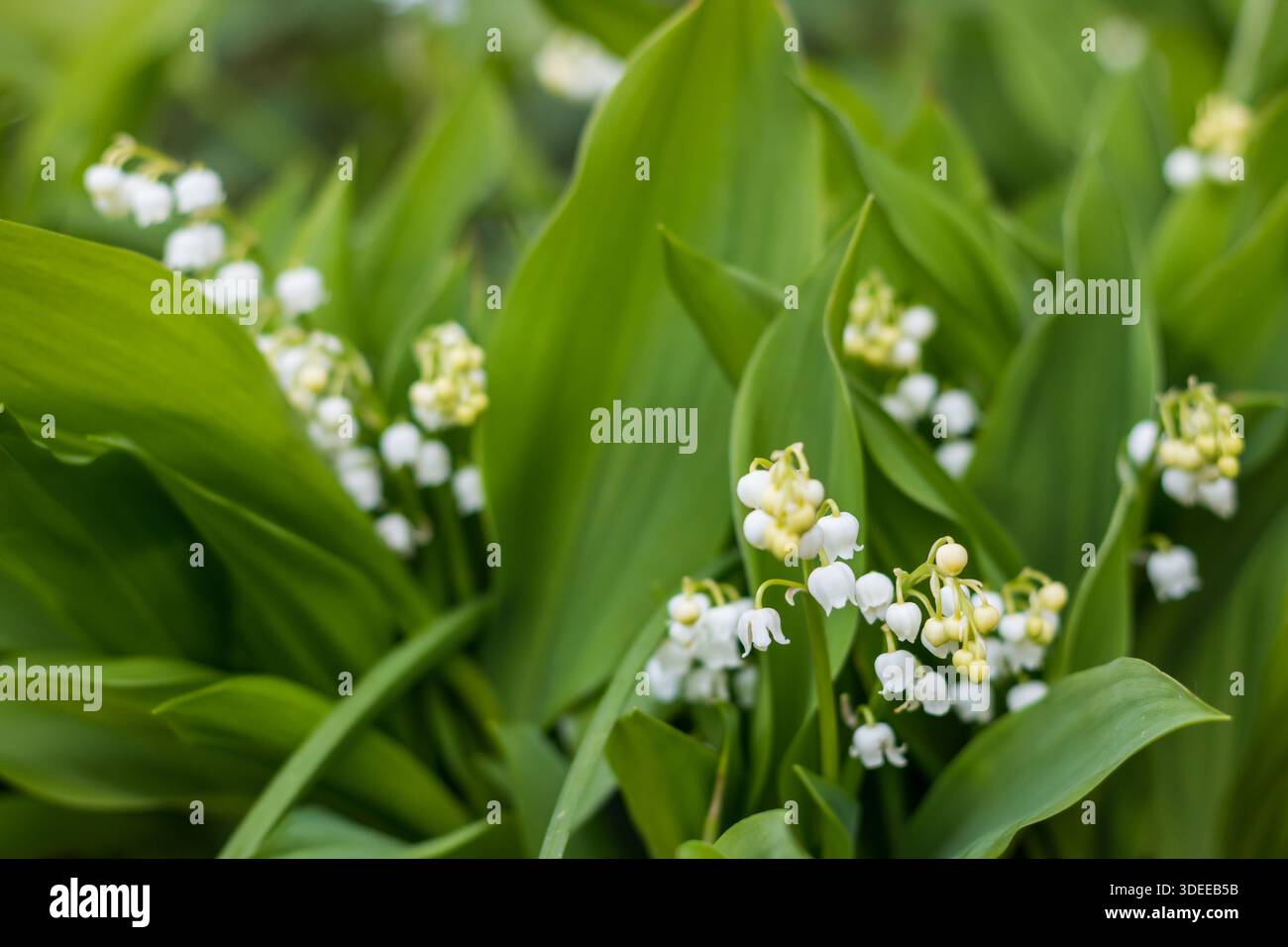 Lis de la vallée Convallaria majalis, fleur blanche et boutons floraux, St Mary's, Îles Scilly, avril Banque D'Images