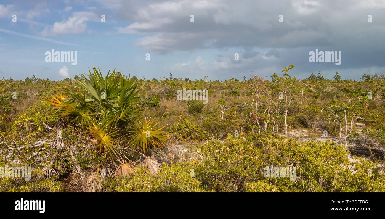 Broussailles tropicales, Pine Cay, Turks and Caicos, mai 2019 Banque D'Images