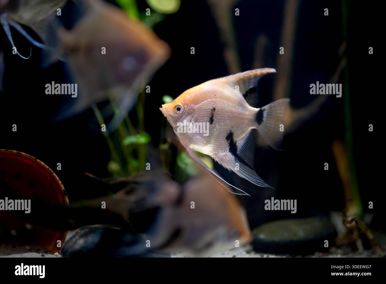 Des poissons-anges d'eau douce nageant gracieusement dans un aquarium luxuriant parmi le bois flotté et les plantes vertes. Banque D'Images