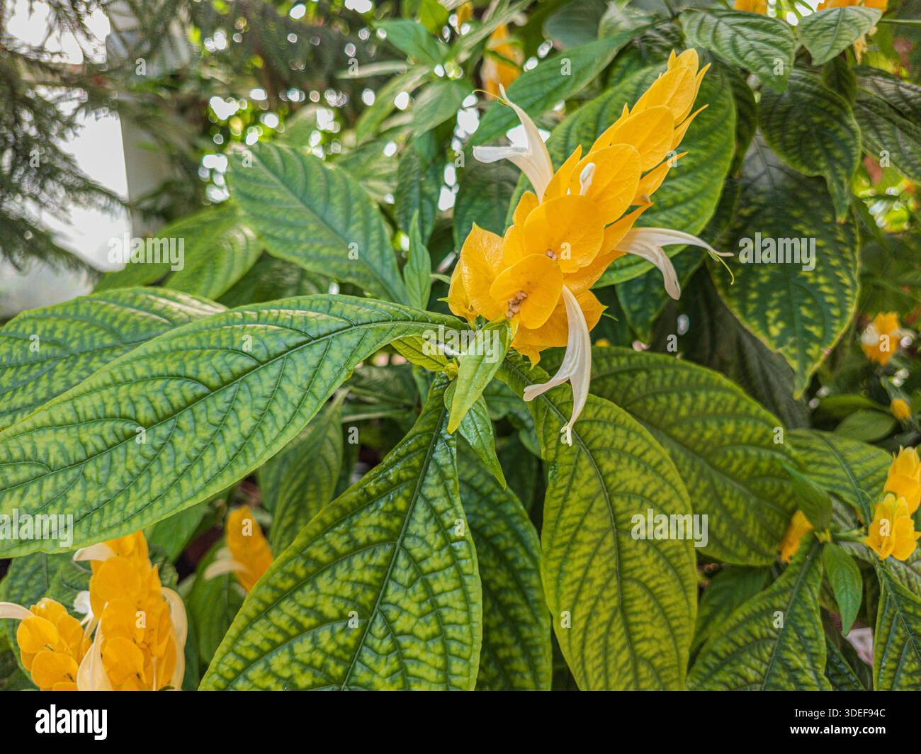 Pachystachys lutea Lollipop plante avec des bractées jaunes Banque D'Images