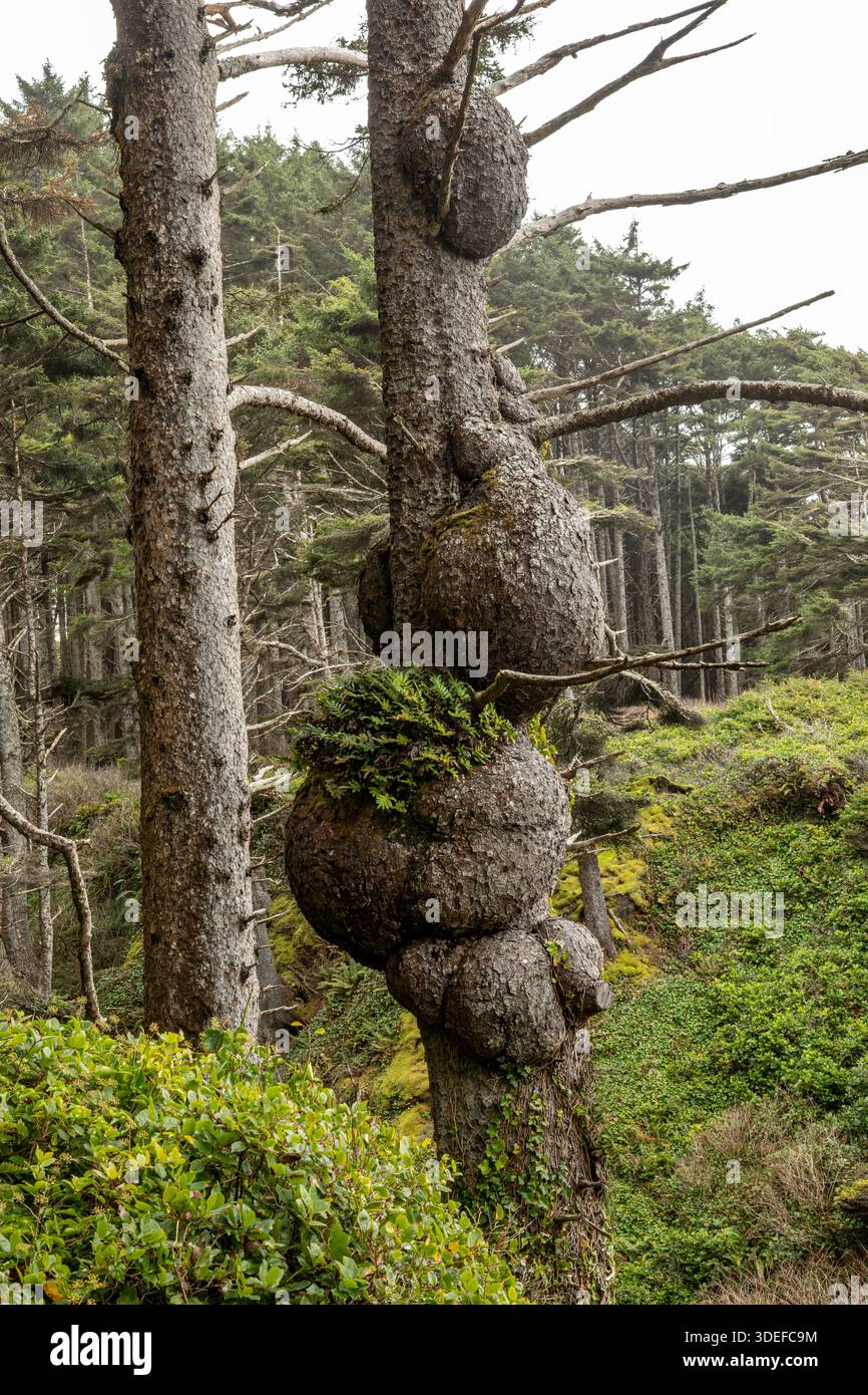 WA28866-00...WASHINGTON - Burls sur l'arbre le long du sentier jusqu'à la plage 1, Parc National Olympique. Banque D'Images