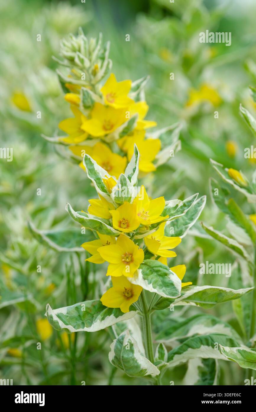 Lysimachia punctata Alexander, loosestrife Alexander, feuilles en forme de lance, marges crème, fleurs jaune vif en forme de bol Banque D'Images