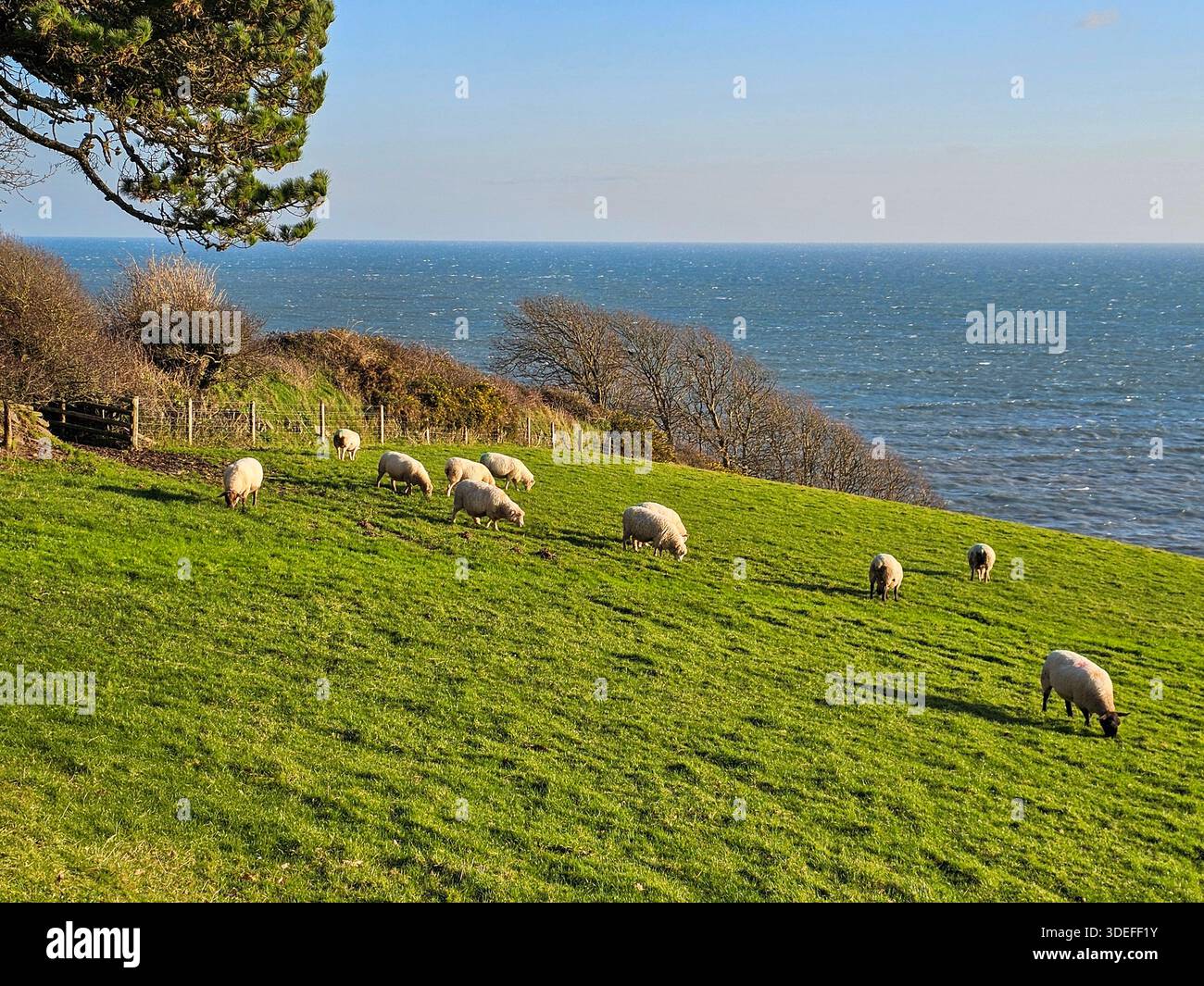 Moutons qui paissent sur une colline au-dessus de la Manche, Devon - Image de stock capturée avec un smartphone