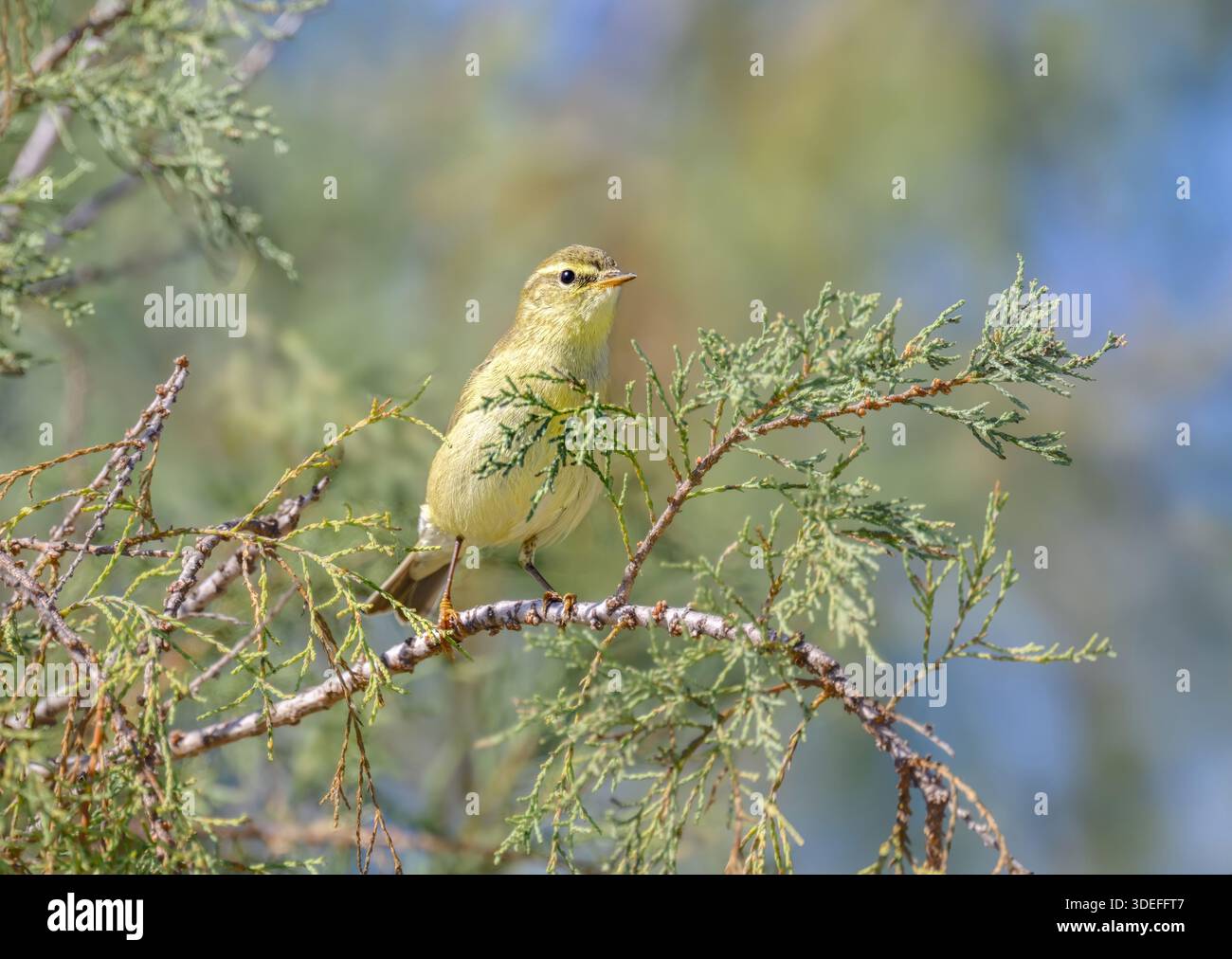 Une paruline de saule, Phylloscopus trochilus, perchée sur une branche, la paruline des feuilles est un oiseau migrateur, Corfou, Grèce Banque D'Images