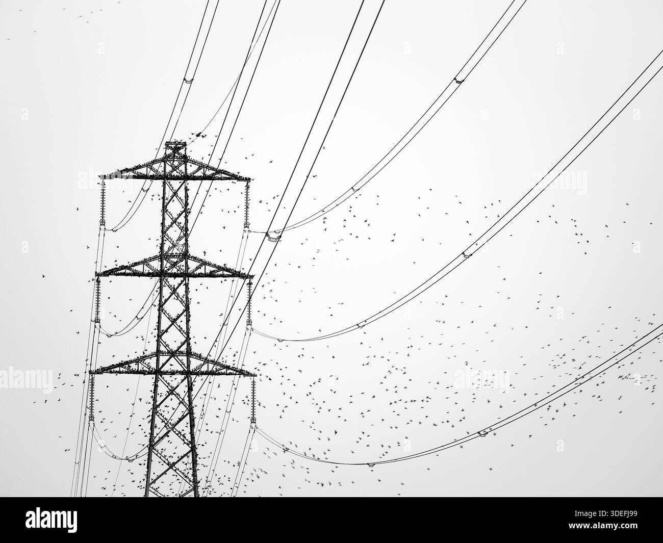 Starlings Sturnus vulgaris, un troupeau se rassemble sur un pylône électrique, Newport Wetlands, pays de Galles, novembre Banque D'Images