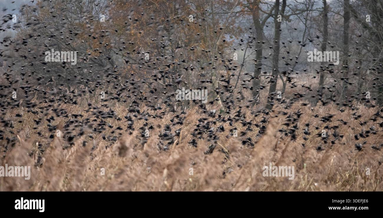 Starlings Sturnus vulgaris, grande murmure, mur de jambon, décembre Banque D'Images