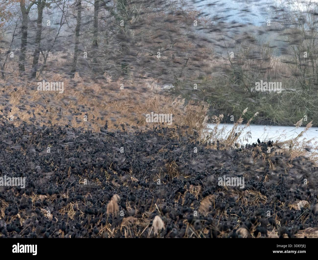 Starlings Sturnus vulgaris, grande murmure, mur de jambon, décembre Banque D'Images