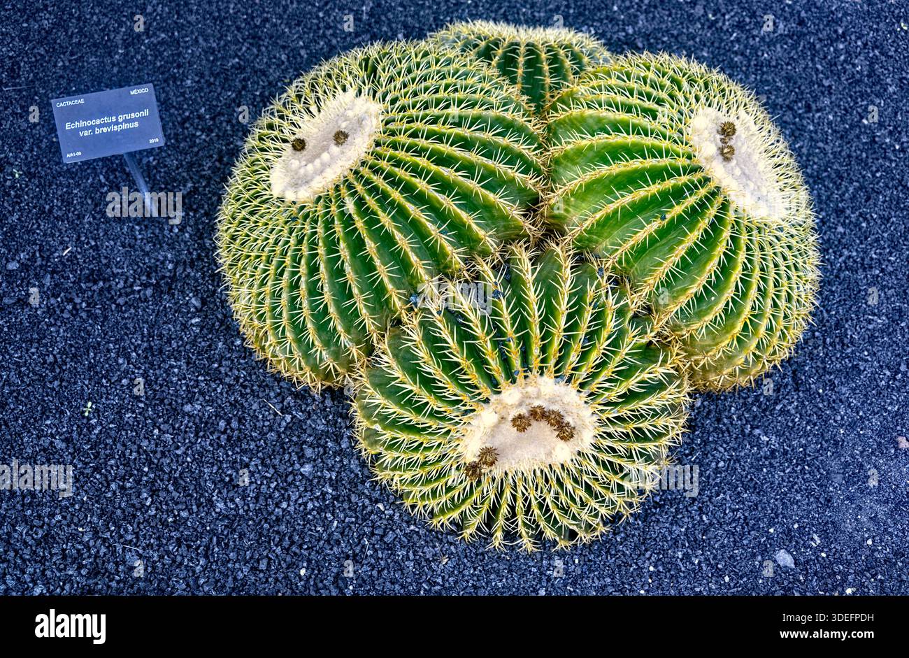 Echinocactus grusonii var. Brevispinus Cactus au jardin de Cactus, jardin de Cactus, Guatiza, Lanzarote, Canaries Banque D'Images