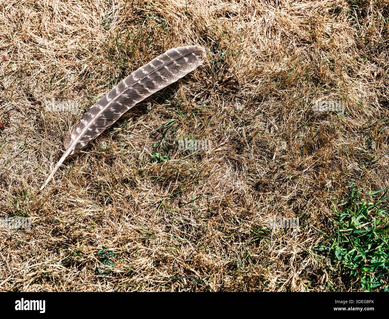 Grande plume d'oiseau reposant sur l'herbe sèche dans le domaine historique de long Island, créant une nature morte naturelle tranquille avec espace de copie ouvert. Banque D'Images