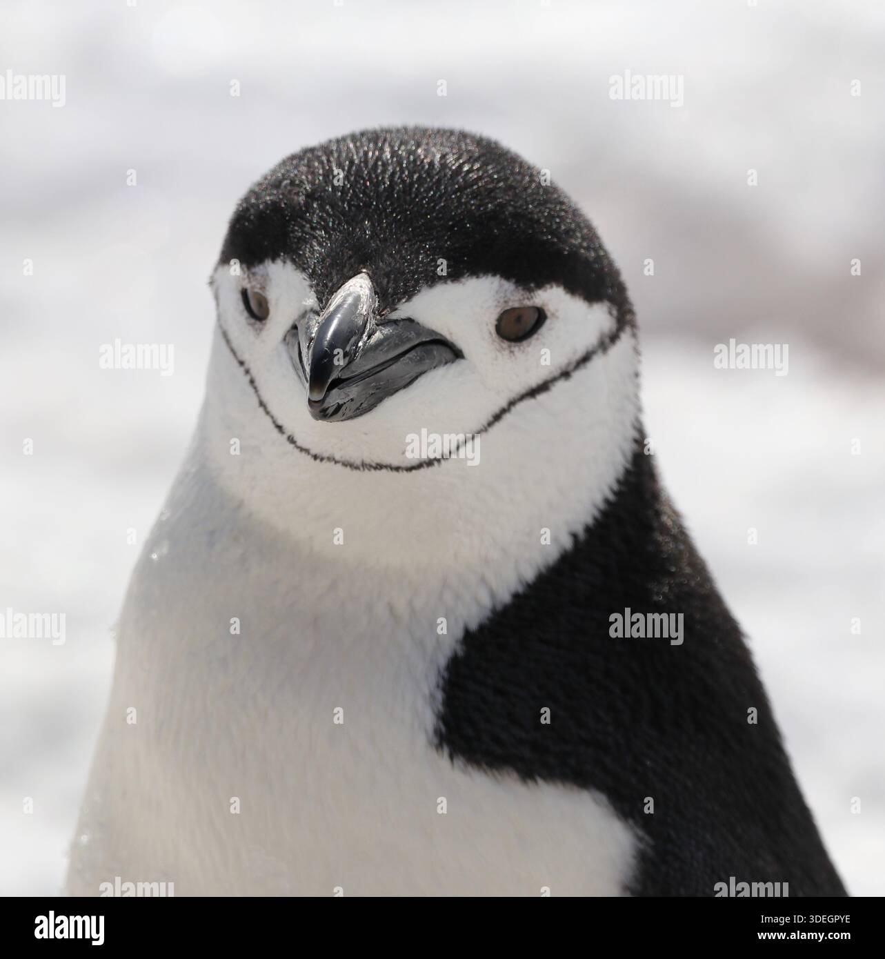 Coup de tête de pingouin à jugulaire Banque D'Images
