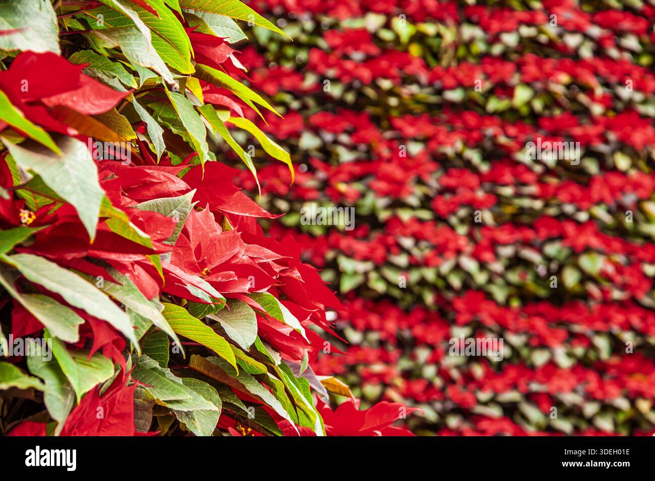 Arbre de Noël fait avec des fleurs de poinsettia Banque D'Images