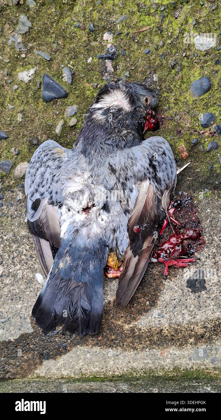 Pigeon mort en milieu urbain, montrant l’impact de la faune sauvage en milieu urbain et les risques de circulation pour les oiseaux. Banque D'Images