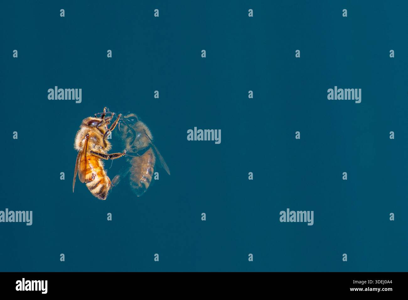 Apple Valley, Minnesota. WESTERN Honey Bee, Apis melifera avec réflexion sur le verre de la fenêtre et l'espace de copie. Aussi appelé l'abeille de miel européenne. Banque D'Images
