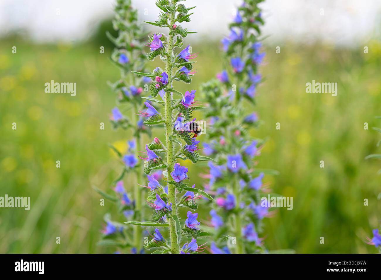 Les fleurs violettes attirent magnifiquement les abeilles, mettant en valeur la beauté incroyable et vibrante de la nature dans un pré luxuriant Banque D'Images