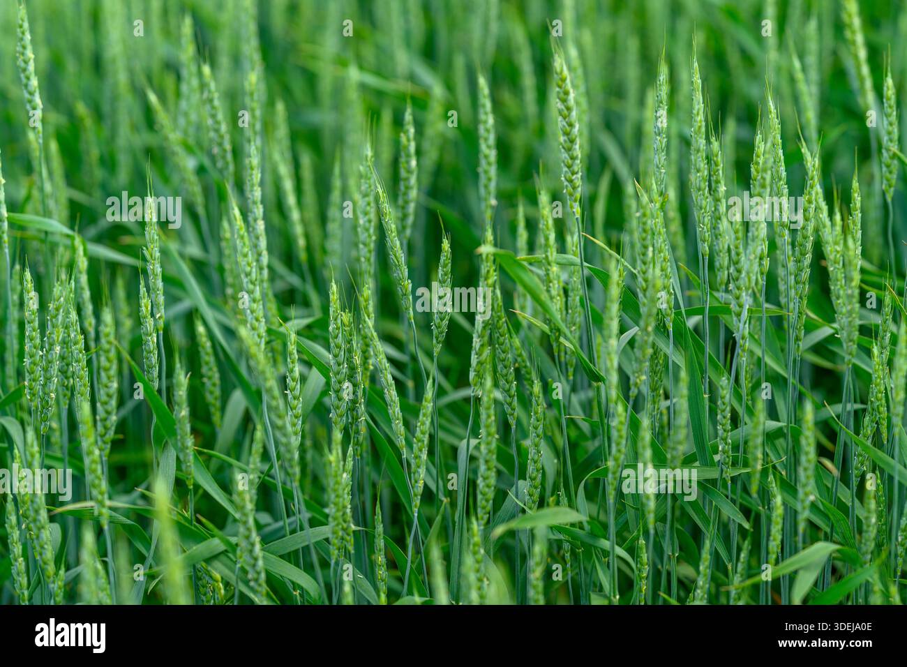 Un champ verdoyant de blé, mettant en valeur magnifiquement la beauté splendide de la nature et de la croissance agricole Banque D'Images